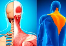 Массаж трапециевидных мышц от боли в плечах и шее