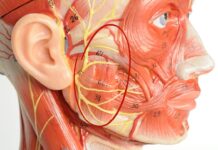 Жевательные мышцы — почему их важно расслаблять?