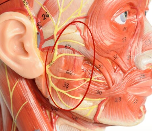 Жевательные мышцы — почему их важно расслаблять?