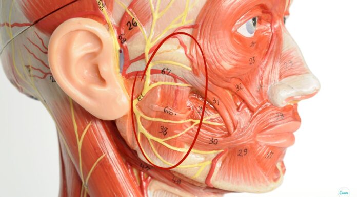 Жевательные мышцы — почему их важно расслаблять?
